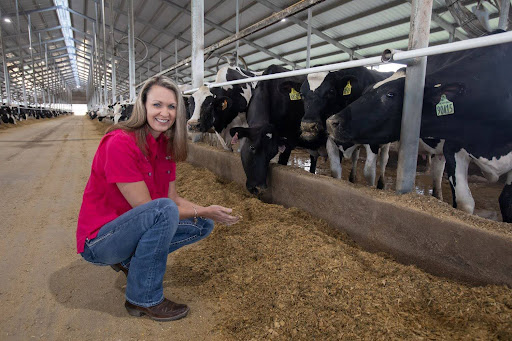 A-woman-dairy-farmer-crouching-in-front-of-a-line-of-cows-feeding-in-a-barn.jpg A woman dairy farmer crouching in front of a line of cows feeding in a barn.